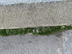 Sagina procumbens