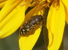 Acmaeodera mixta