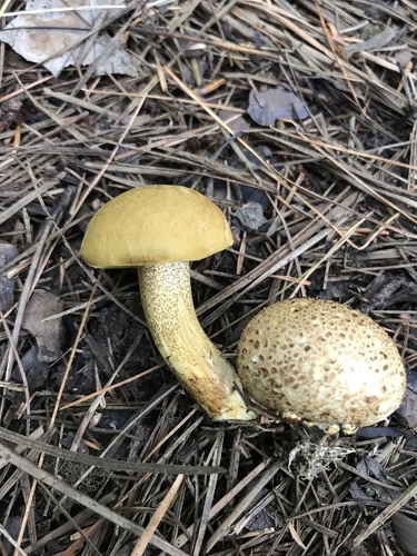 Parasitic Bolete