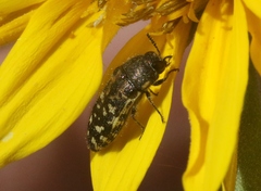 Acmaeodera mixta