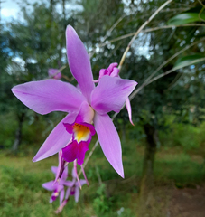 Laelia anceps