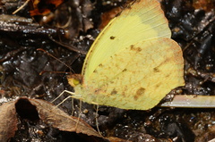 Abaeis salome jamapa