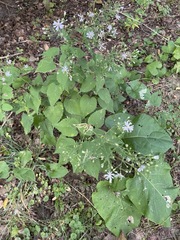 Symphyotrichum cordifolium