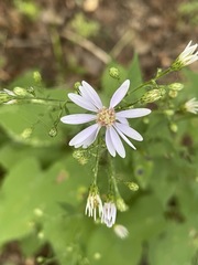 Symphyotrichum cordifolium