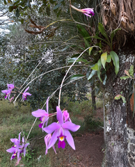 Laelia anceps