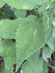 Symphyotrichum cordifolium