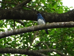 Cyanoptila cumatilis