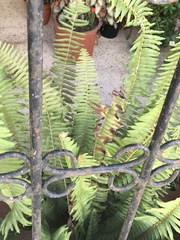 Nephrolepis exaltata