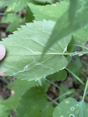 Symphyotrichum cordifolium