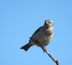 Passer melanurus melanurus