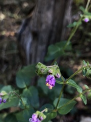 Mirabilis