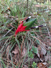 Tillandsia