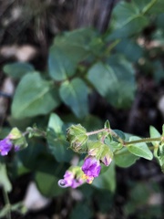 Mirabilis