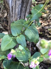 Mirabilis