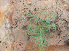 Syncolostemon canescens image
