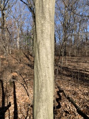 Carpinus caroliniana