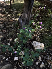 Mirabilis