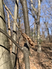 Carpinus caroliniana