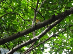 Ficedula mugimaki