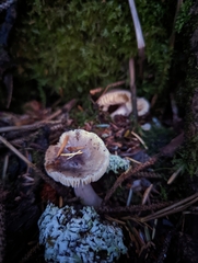 Russula queletii