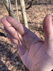 Carpinus caroliniana