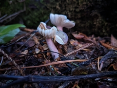 Russula queletii