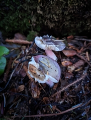 Russula queletii