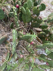 Opuntia mesacantha