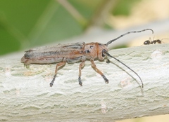 Oberea pruinosa