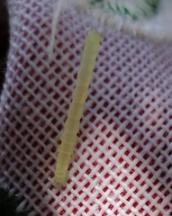 Blaniulus guttulatus