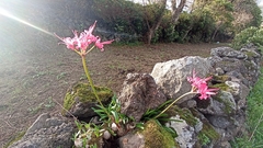 Nerine sarniensis