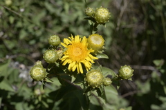 Pentanema spiraeifolium