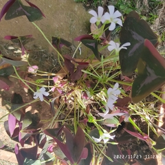 Oxalis triangularis
