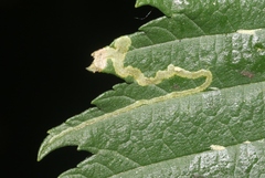Agromyza aristata