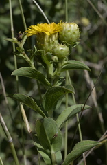 Pentanema spiraeifolium