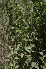 Pentanema spiraeifolium