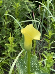 Zantedeschia albomaculata