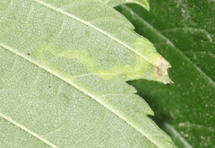 Agromyza aristata