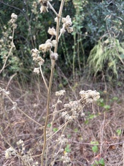 Sida cordifolia