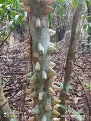 Zanthoxylum martinicense