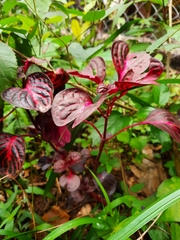 Iresine diffusa herbstii