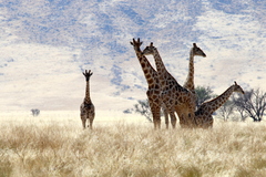 Giraffa camelopardalis angolensis