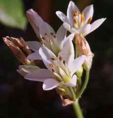 Nothoscordum gracile