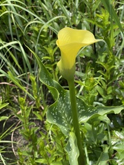 Zantedeschia albomaculata
