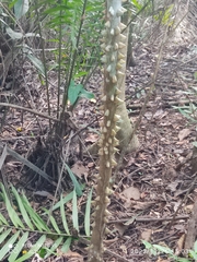 Zanthoxylum martinicense