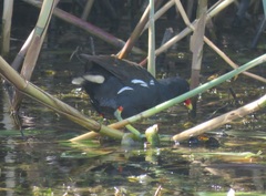 Gallinula chloropus meridionalis