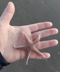 Astropecten irregularis