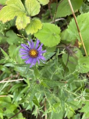 Symphyotrichum novae-angliae