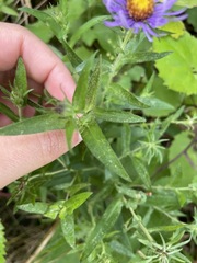 Symphyotrichum novae-angliae