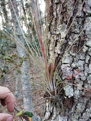 Tillandsia simulata